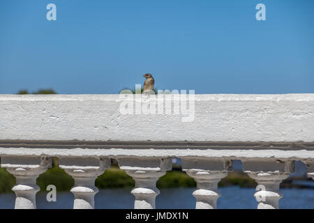 Bird at La Plata River - Colonia del Sacramento, Uruguay Stock Photo