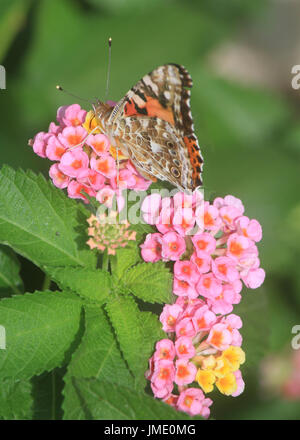 A Painted Lady moth with folded wings feeds on a Lantana bloom. Stock Photo