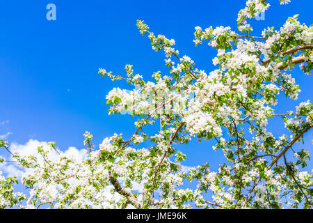Macro closeup of white and pink apple blossoms growing on tree with vibrant blue sky Stock Photo