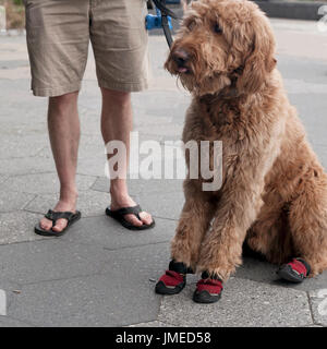 goldendoodle shoes