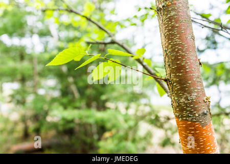 Macro closeup of red river birch tree peeling bark showing detail and texture with green leaves Stock Photo