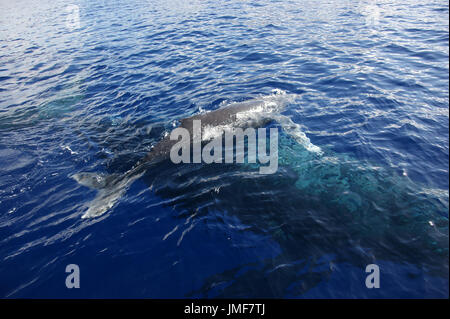 A young Humpback whale (Megaptera novaeangliae) swims above its mother at the surface of the Hawaiian Sea Stock Photo