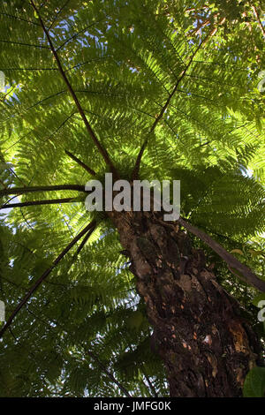 Giant woody fern from Ranomafana National Park, Madagascar Stock Photo
