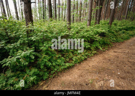The Fragment Of Forest Road Surface, Strewn With Fallen Pine Needles, Cones And Dense Wild Deciduous Underbrush Bushes Along It In Summer Pine Wood. Stock Photo