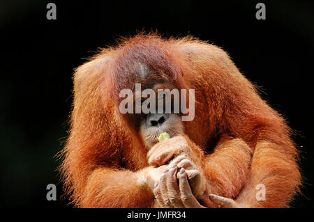 Young Sumatran Orang-utan / (Pongo pygmaeus abelii, Pongo abelii) / Sumatran Orangutan | Sumatra-Orang-Utan, Jungtier Stock Photo