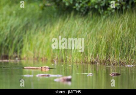 European Beaver, Castor fiber, sits in the river eating Stock Photo