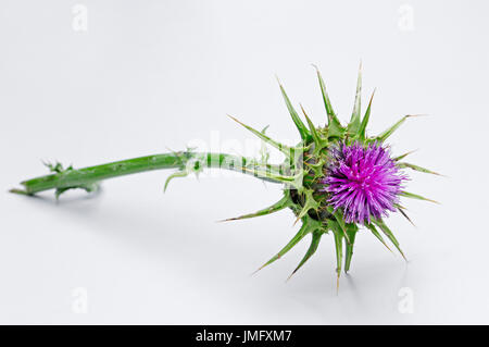 Milk Thistle / (Silybum marianum, Carduus marianus) / Our Lady's Thistle | Mariendistel / (Silybum marianum Carduus marianus) Stock Photo