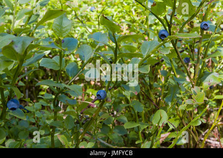 Close up view of ripe blueberries (Vaccinium myrtillus) on bush against fresh green background  Model Release: No.  Property Release: No. Stock Photo