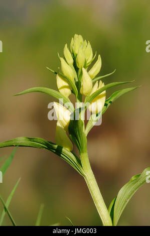 White Helleborine, Provence, Southern France / (Cephalanthera damasonium) | Weisses Waldvoegelein, Provence, Suedfrankreich Stock Photo
