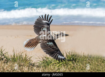 Laughing Kookaburra Stock Photo