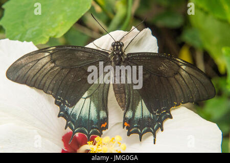 An adult Androgeus Swallowtail butterfly Stock Photo