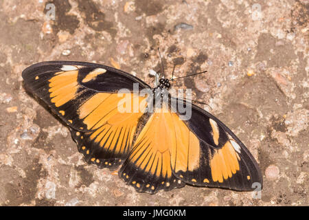 An adult Mocker Swallowtail butterfly Stock Photo