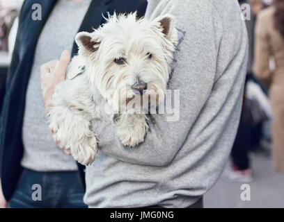 Cute West Highland White Terrier on hands of a man, walking in public place Stock Photo