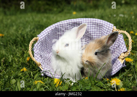 Dwarf Rabbit. Pair of young sitting in a basket on a flowering meadow. Germany Stock Photo