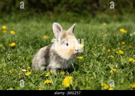 Dwarf Rabbit. Young sitting on a flowering meadow. Germany Stock Photo