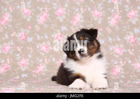 Australian Shepherd. Puppy (6 weeks old) lying. Studio picture seen against a floral design wallpaper. Germany Stock Photo