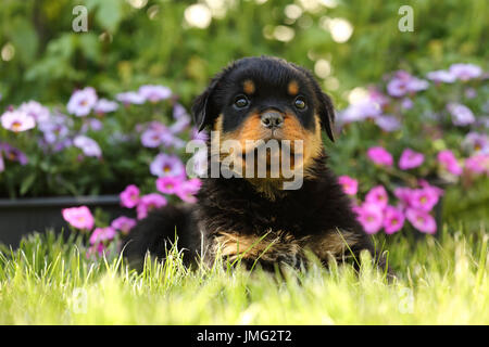 Rottweiler. Puppy (6 weeks old) sitting in a flowering garden. Germany Stock Photo