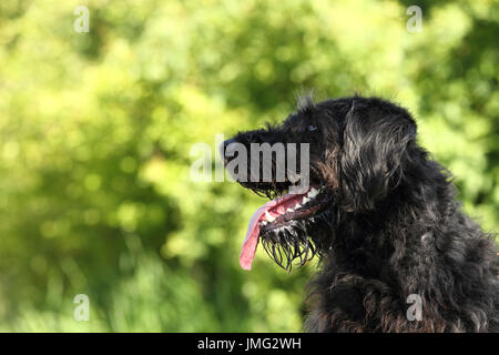 Labradoodle. Portrait of adult male, panting. Germany Stock Photo