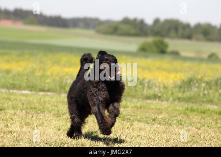 Labradoodle. Adult male running on a grass. Germany Stock Photo