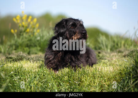 Labradoodle. Adult male lying on grass. Germany Stock Photo