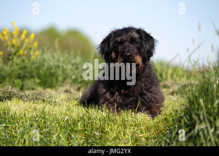 Labradoodle. Adult male lying on grass. Germany Stock Photo