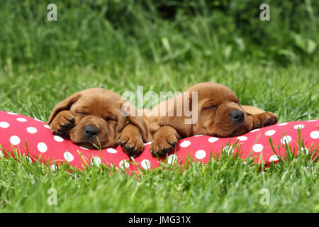 Labrador Retriever. Two puppies (6 weeks old) sleeping on a red cushion with white polka dots. Germany Stock Photo