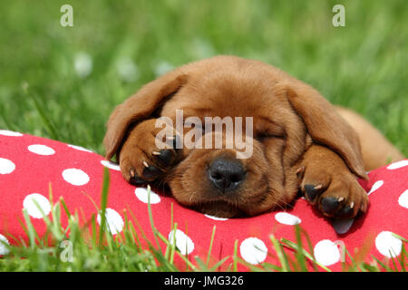 Labrador Retriever. Puppy (6 weeks old) sleeping on a red cushion with white polka dots. Germany Stock Photo