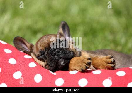 French Bulldog. Puppy (6 weeks old) sleeping on a red cushion with white polka dots. Germany Stock Photo