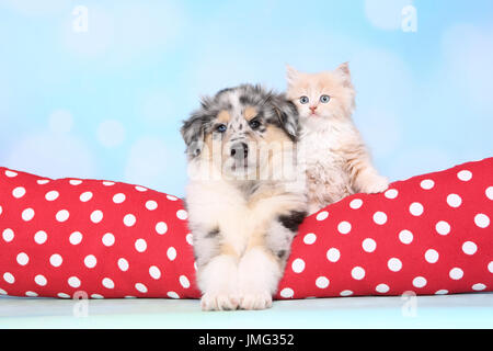 Amerikanischer Collie and Selkirk Rex. Puppy (6 weeks old) and kitten lying on a red cushion with white polka dots. Studio picture against a light blue background. Germany Stock Photo