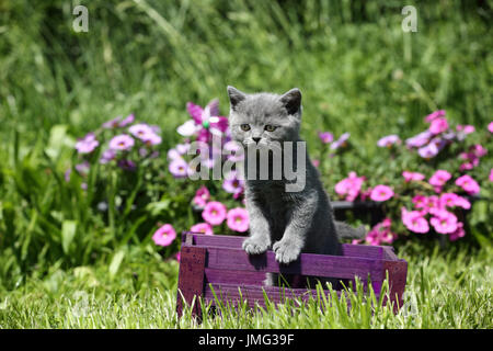 British Shorthair. Gray kitten (6 weeks old) standing in a purple crate with flowering Petunias in background. Germany Stock Photo