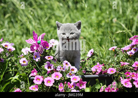 British Shorthair. Gray kitten (6 weeks old) standing amongst flowering Petunias while meowing. Germany Stock Photo