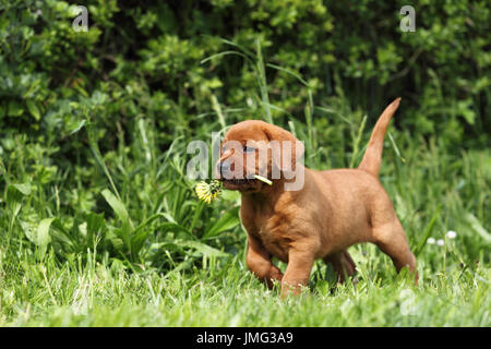 Labrador Retriever. Proud puppy (6 weeks old) walking on a meadow, fetching a Dandelion flower. Germany Stock Photo