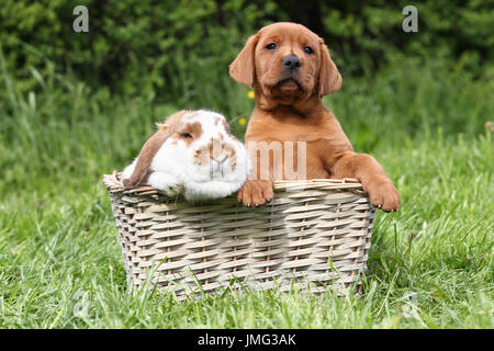 Labrador Retriever and Dwarf Lop-eared bunny in a basket on a meadow. Germany Stock Photo