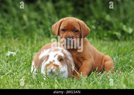 Labrador Retriever and Dwarf Lop-eared bunny. Puppy (6 weeks old) and rabbit sitting next to each other on a meadow. Germany Stock Photo