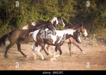 Marwari Horse. Group galloping in dry grass. India Stock Photo