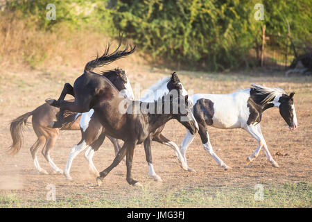 Marwari Horse. Group galloping in dry grass. India Stock Photo