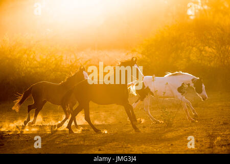 Marwari Horse. Group galloping in evening light. India Stock Photo