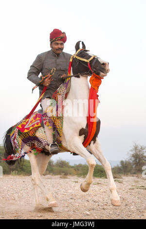 Marwari Horse. Rider on pinto mare in full gallop. Rajasthan, India Stock Photo