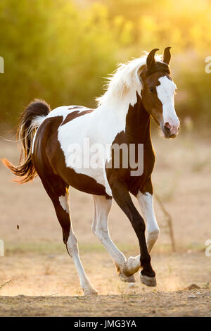 Marwari Horse. Skewbald mare galloping on sand. India Stock Photo