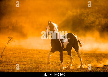 Marwari Horse. Piebald mare galloping in evening light. India Stock Photo