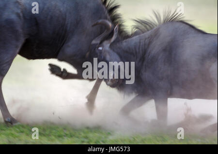 Blue Wildebeest (Connochaetes taurinus taurinus) fighting males at dawn. During the rainy season in green surroundings. Kalahari Desert, Kgalagadi Transfrontier Park, South Africa. Stock Photo