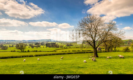 Sprintime Lambs in Derbyshire countryside Stock Photo