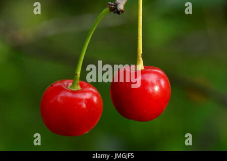 Berries ripe fresh cherries on a branch in summer Stock Photo