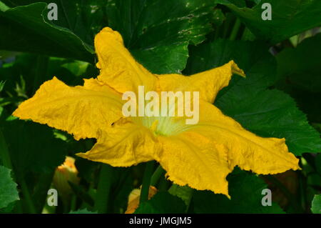 Zucchini flower during the flowering revealed in full summer morning Stock Photo