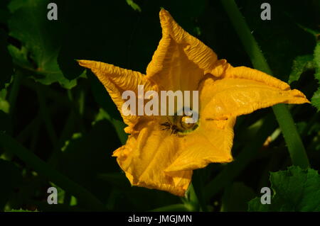 Yellow zucchini flower with a bee in the morning Stock Photo