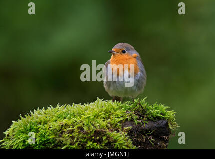 European robin, Erithacus rubecula, perched on moss covered log Stock Photo