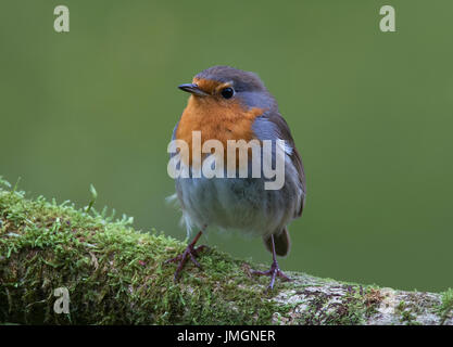 European robin, Erithacus rubecula, perched on moss covered log Stock Photo