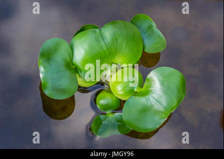 Eichornia crassipes - Water Hyacinth Stock Photo