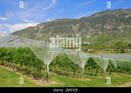 Apricot Tree Plantation, Provence, Southern France / (Prunus armeniaca) | Aprikosenbaumplantage, Provence, Suedfrankreich Stock Photo