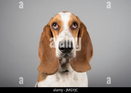 Portrait of a pet basset hound puppy (male) UK. Stock Photo